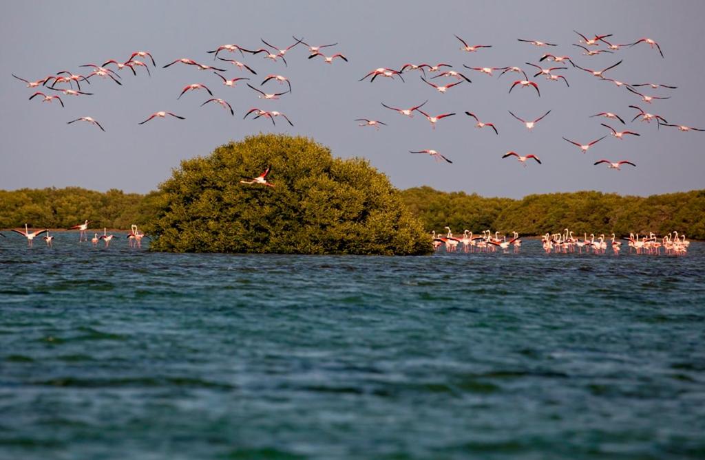 Flamingo Beach Hotel Umm Al Quwain 01